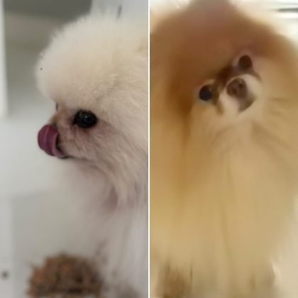 Shiro e Lion